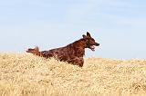 SETTER IRLANDAIS 061